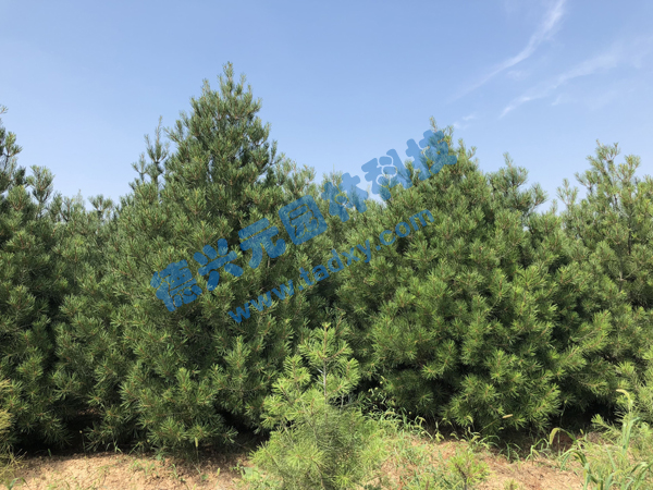 �c���鿴Ԕ����Ϣ���}����Ƥ�� ��x�Δ���2392