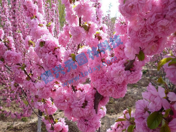 �c���鿴Ԕ����Ϣ���}���ѻ� ��x�Δ���2105